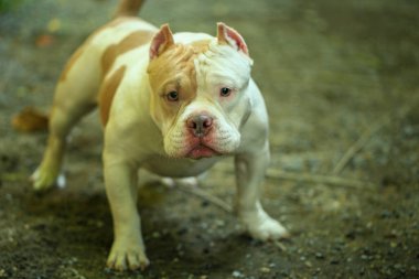 Bahçe doğasında akıllı ve sevimli pitbull, köpek.