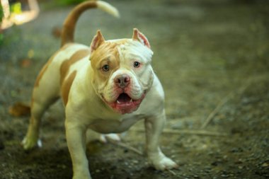 Bahçe doğasında akıllı ve sevimli pitbull, köpek.