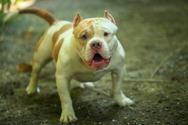 Bahçe doğasında akıllı ve sevimli pitbull, köpek.