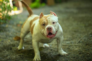 Bahçe doğasında akıllı ve sevimli pitbull, köpek.