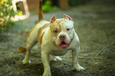 Bahçe doğasında akıllı ve sevimli pitbull, köpek.