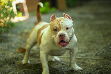 Bahçe doğasında akıllı ve sevimli pitbull, köpek.