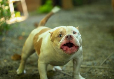 Bahçe doğasında akıllı ve sevimli pitbull, köpek.