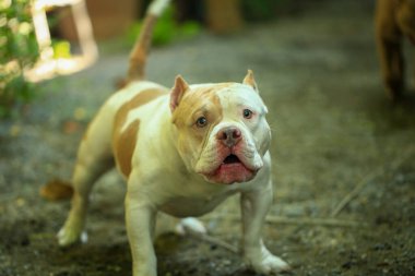 Bahçe doğasında akıllı ve sevimli pitbull, köpek.