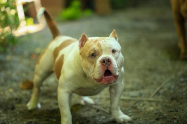 Bahçe doğasında akıllı ve sevimli pitbull, köpek.