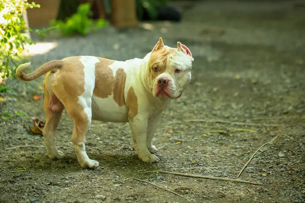 Bahçe doğasında akıllı ve sevimli pitbull, köpek.