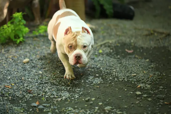 Bahçe doğasında akıllı ve sevimli pitbull, köpek.