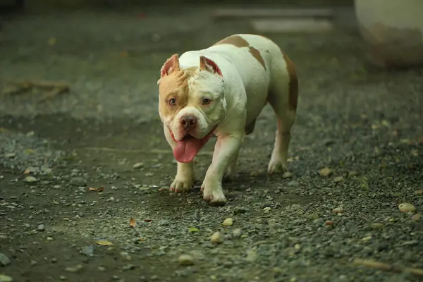 Bahçe doğasında akıllı ve sevimli pitbull, köpek.