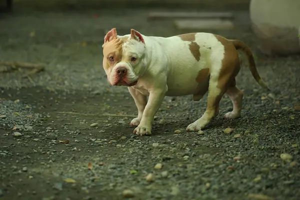 Bahçe doğasında akıllı ve sevimli pitbull, köpek.