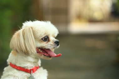 Yakışıklı bir shih tzu köpeği bahçede meraklı davranışlar sergiliyor..