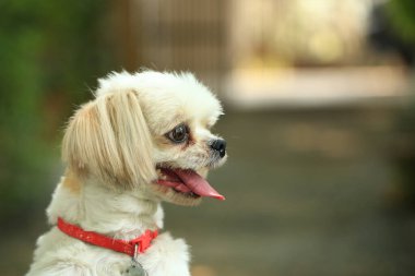 Yakışıklı bir shih tzu köpeği bahçede meraklı davranışlar sergiliyor..