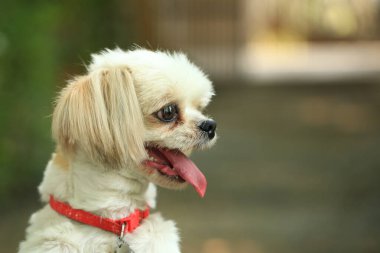 Yakışıklı bir shih tzu köpeği bahçede meraklı davranışlar sergiliyor..