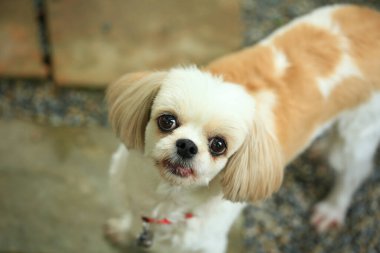 Yakışıklı bir shih tzu köpeği bahçede meraklı davranışlar sergiliyor..