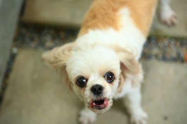 Yakışıklı bir shih tzu köpeği bahçede meraklı davranışlar sergiliyor..