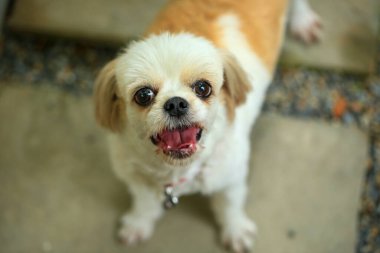 Yakışıklı bir shih tzu köpeği bahçede meraklı davranışlar sergiliyor..