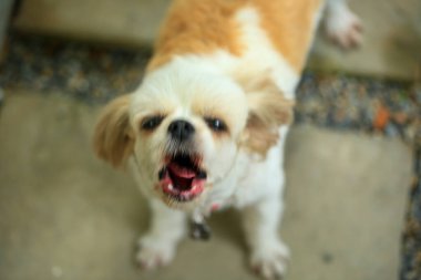 Yakışıklı bir shih tzu köpeği bahçede meraklı davranışlar sergiliyor..