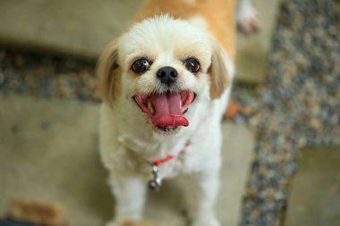 Yakışıklı bir shih tzu köpeği bahçede meraklı davranışlar sergiliyor..