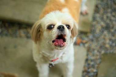 Yakışıklı bir shih tzu köpeği bahçede meraklı davranışlar sergiliyor..