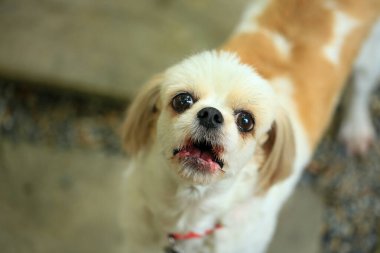 Yakışıklı bir shih tzu köpeği bahçede meraklı davranışlar sergiliyor..