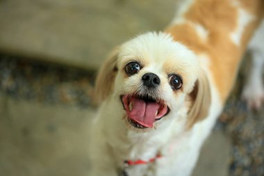 Yakışıklı bir shih tzu köpeği bahçede meraklı davranışlar sergiliyor..