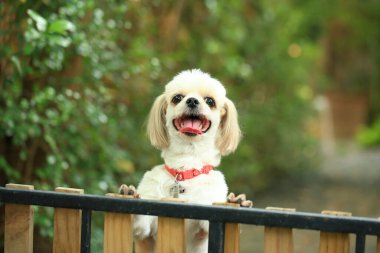 Yakışıklı bir shih tzu köpeği bahçede meraklı davranışlar sergiliyor..