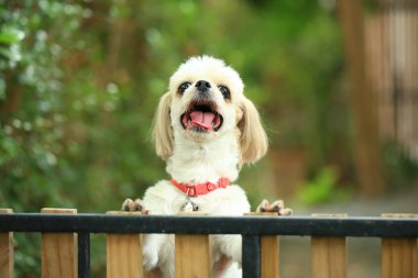 Yakışıklı bir shih tzu köpeği bahçede meraklı davranışlar sergiliyor..