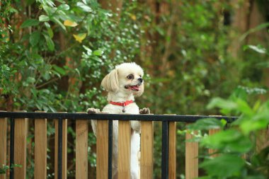 Yakışıklı bir shih tzu köpeği bahçede meraklı davranışlar sergiliyor..