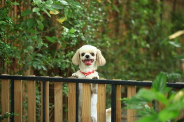 Yakışıklı bir shih tzu köpeği bahçede meraklı davranışlar sergiliyor..