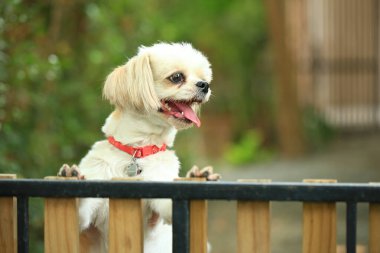 Yakışıklı bir shih tzu köpeği bahçede meraklı davranışlar sergiliyor..