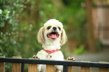 Yakışıklı bir shih tzu köpeği bahçede meraklı davranışlar sergiliyor..