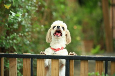 Yakışıklı bir shih tzu köpeği bahçede meraklı davranışlar sergiliyor..