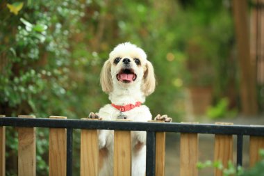 Yakışıklı bir shih tzu köpeği bahçede meraklı davranışlar sergiliyor..