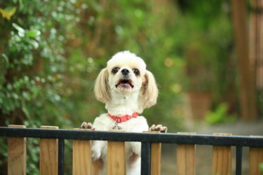 Yakışıklı bir shih tzu köpeği bahçede meraklı davranışlar sergiliyor..