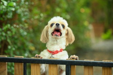 Yakışıklı bir shih tzu köpeği bahçede meraklı davranışlar sergiliyor..