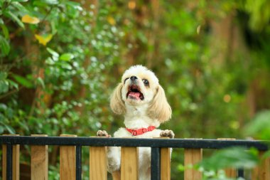 Yakışıklı bir shih tzu köpeği bahçede meraklı davranışlar sergiliyor..