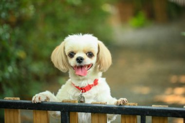 Yakışıklı bir shih tzu köpeği bahçede meraklı davranışlar sergiliyor..