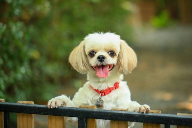 Yakışıklı bir shih tzu köpeği bahçede meraklı davranışlar sergiliyor..