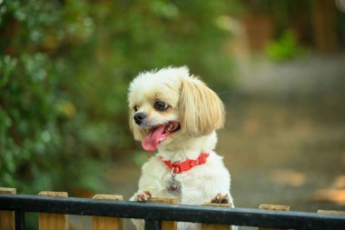 Yakışıklı bir shih tzu köpeği bahçede meraklı davranışlar sergiliyor..