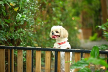 Yakışıklı bir shih tzu köpeği bahçede meraklı davranışlar sergiliyor..