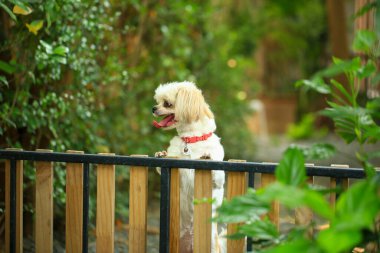 Yakışıklı bir shih tzu köpeği bahçede meraklı davranışlar sergiliyor..