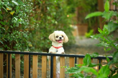 Yakışıklı bir shih tzu köpeği bahçede meraklı davranışlar sergiliyor..