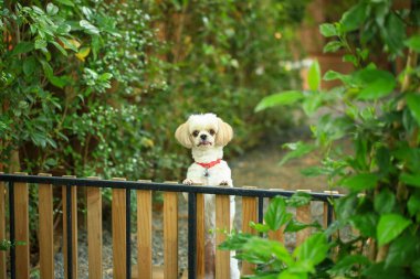 Yakışıklı bir shih tzu köpeği bahçede meraklı davranışlar sergiliyor..