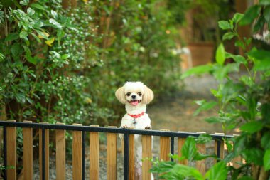 Yakışıklı bir shih tzu köpeği bahçede meraklı davranışlar sergiliyor..