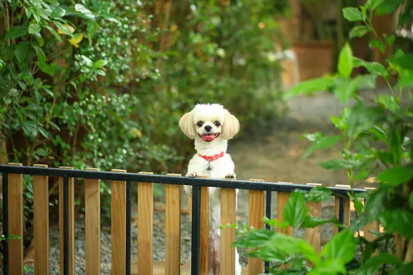 Yakışıklı bir shih tzu köpeği bahçede meraklı davranışlar sergiliyor..
