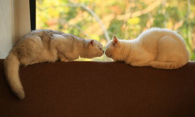 Sevimli, neşeli, Farsça ve İskoç kedileri.