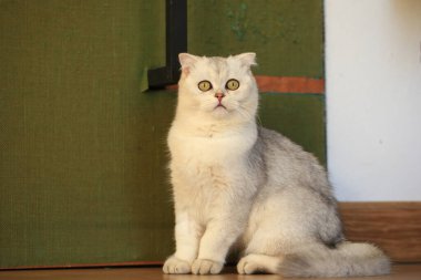 Sevimli, neşeli, Farsça ve İskoç kedileri.