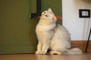 Sevimli, neşeli, Farsça ve İskoç kedileri.