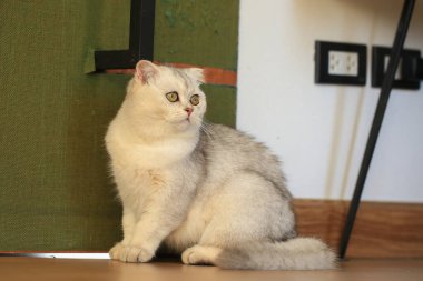 Sevimli, neşeli, Farsça ve İskoç kedileri.