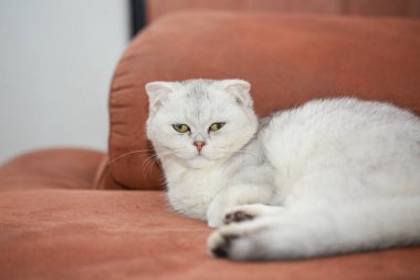 Sevimli, neşeli, Farsça ve İskoç kedileri.