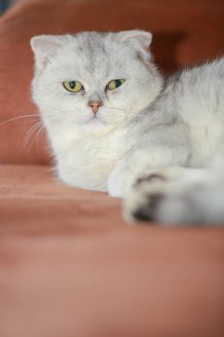 Sevimli, neşeli, Farsça ve İskoç kedileri.